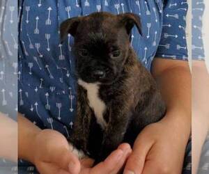 Boston Terrier-Yorkshire Terrier Mix Puppy for sale in ROBESONIA, PA, USA