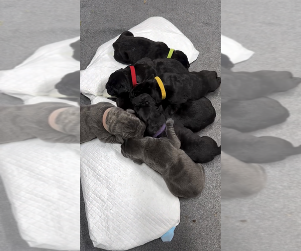 Medium Photo #1 Cane Corso Puppy For Sale in RAPID CITY, SD, USA