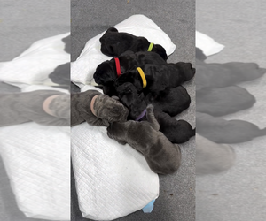 Cane Corso Puppy for sale in RAPID CITY, SD, USA
