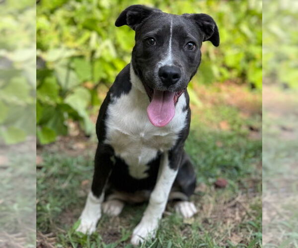 Medium Photo #3 Mutt Puppy For Sale in Canton, CT, USA