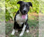 Small #2 Mutt