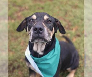 Rottweiler-Unknown Mix Dogs for adoption in San Antonio, TX, USA