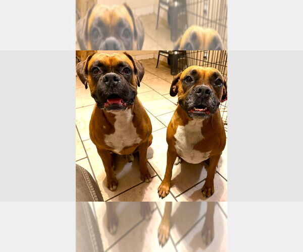 Medium Photo #1 Boxer Puppy For Sale in Austin, TX, USA