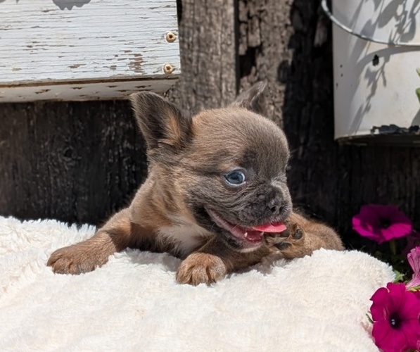 Medium Photo #2 French Bulldog Puppy For Sale in GOSHEN, IN, USA