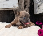 Small Photo #17 French Bulldog Puppy For Sale in GOSHEN, IN, USA
