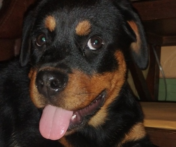 Medium Photo #2 Rottweiler Puppy For Sale in STILLWATER, OK, USA