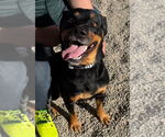 Small #3 Rottweiler