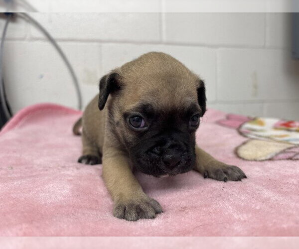 Medium Photo #2 Mutt Puppy For Sale in San Bernardino, CA, USA