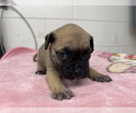 Small #1 Mutt