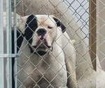 Small Photo #1 American Bulldog Puppy For Sale in WOODBURY, NJ, USA