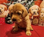 Small Photo #8 Labrador Retriever Puppy For Sale in BUFFALO, NY, USA