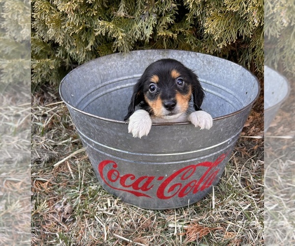 Medium Photo #4 Dachshund Puppy For Sale in MIDDLEBURY, IN, USA