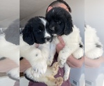 Small Photo #18 Newfoundland Puppy For Sale in TREMONTON, UT, USA