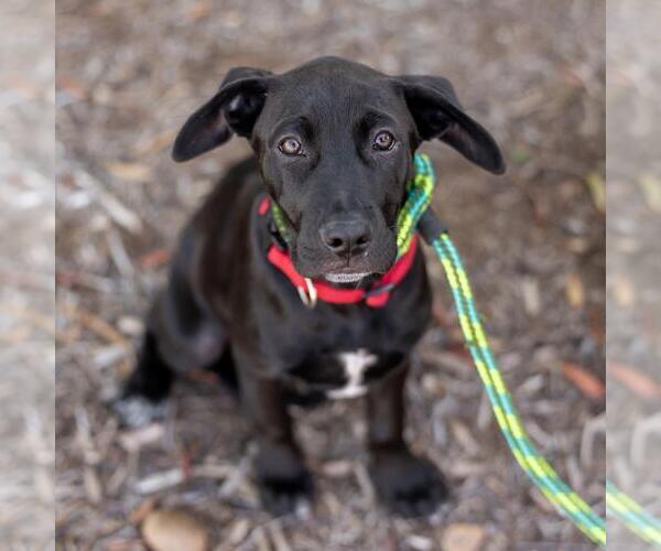 Medium Photo #14 Labrador Retriever-Unknown Mix Puppy For Sale in San Diego, CA, USA