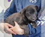 Small #3 Golden Retriever Mix