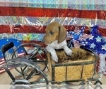 Small #6 Dachshund
