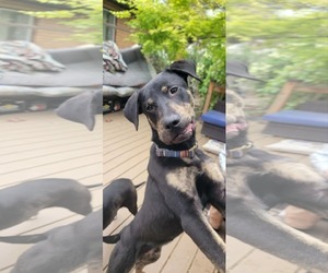 Mutt Dogs for adoption in Sandy, UT, USA