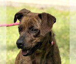 Small Plott Hound
