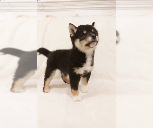 Medium Photo #6 Shiba Inu Puppy For Sale in ROWLAND HEIGHTS, CA, USA