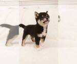 Small Photo #6 Shiba Inu Puppy For Sale in ROWLAND HEIGHTS, CA, USA