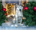 Small Photo #1 Siberian Husky Puppy For Sale in West Valley, UT, USA