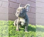 Small Photo #41 French Bulldog Puppy For Sale in DENVER, CO, USA