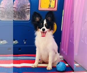 Papillon Puppy for Sale in DRY PRONG, Louisiana USA