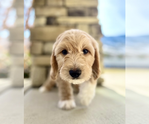 Full screen Photo #1 Goldendoodle (Miniature) Puppy For Sale in HERRIMAN, UT, USA