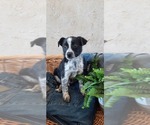Puppy 10 Australian Cattle Dog-Rat Terrier Mix