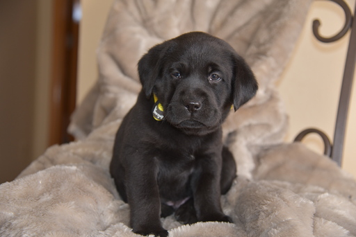 Medium Photo #4 Labrador Retriever Puppy For Sale in FLAGLER, CO, USA