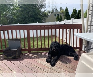Black Russian Terrier Puppy for sale in HULMEVILLE, PA, USA