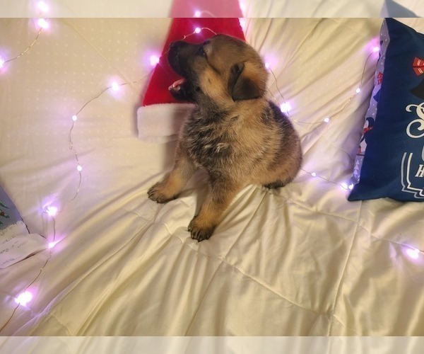 Medium Photo #2 German Shepherd Dog Puppy For Sale in MONTREAL, MO, USA