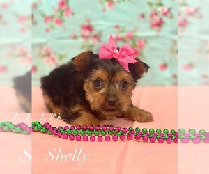 Yorkshire Terrier Puppy for sale in WINNSBORO, LA, USA