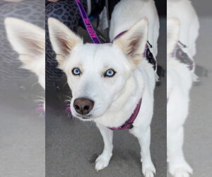 Charlotte - Female Siberian Husky-Unknown Mix Dog for Adoption - Photo #3