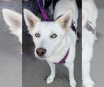 Small #2 Siberian Husky Mix