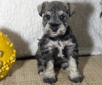 Puppy Koko Schnauzer (Miniature)