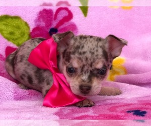 Chihuahua Puppy for sale in QUARRYVILLE, PA, USA