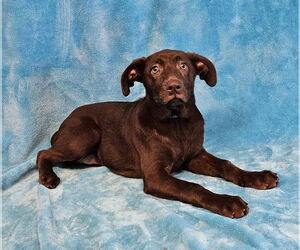 Chocolate Labrador retriever-Labrador Retriever Mix Dogs for adoption in New York, NY, USA