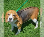 Small #2 Beagle