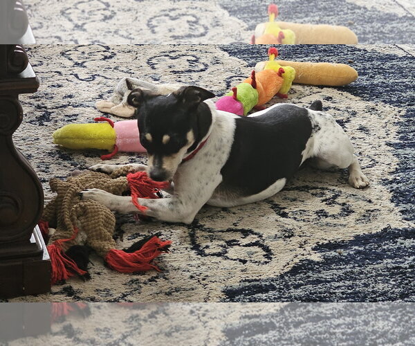 Medium Photo #4 Rat Terrier Puppy For Sale in Atlanta, GA, USA