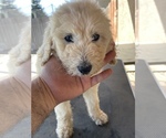 Small Photo #10 Poodle (Standard) Puppy For Sale in BAKERSFIELD, CA, USA