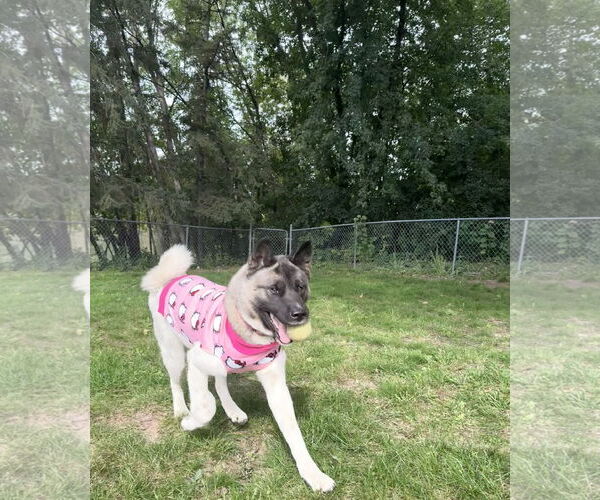 Medium Photo #9 Akita-Unknown Mix Puppy For Sale in Princeton, MN, USA