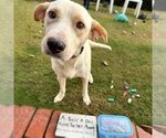 Small Photo #4 Labrador Retriever-Unknown Mix Puppy For Sale in San Diego, CA, USA