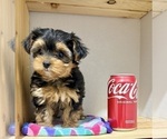 Small #12 Morkie