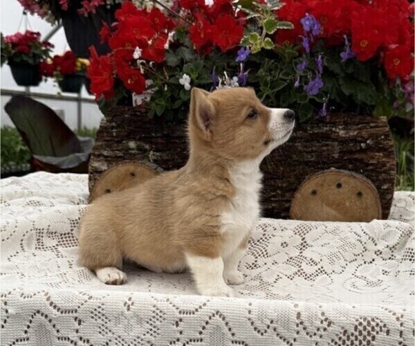 Medium Photo #2 Pembroke Welsh Corgi Puppy For Sale in OWEN, WI, USA