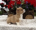 Small #1 Pembroke Welsh Corgi