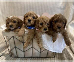 Cavapoo Puppy for Sale in MAGNOLIA, Texas USA