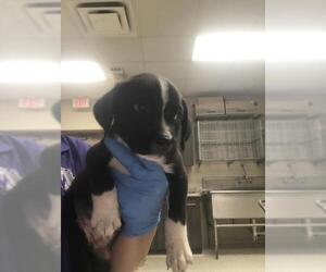 Labrador Retriever-Unknown Mix Dogs for adoption in Conroe, TX, USA