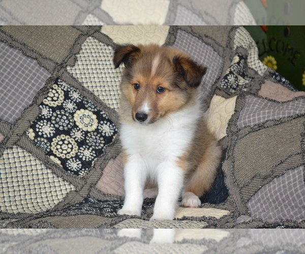Medium Photo #3 Shetland Sheepdog Puppy For Sale in GREENWOOD, WI, USA