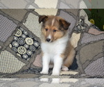 Small #2 Shetland Sheepdog